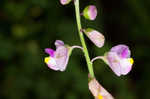 Showy milkwort